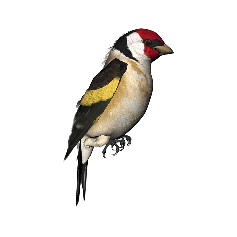 New Design for Tinsel Finches  - Weight Plate Bumper 评论和价格